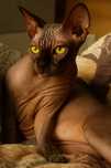 Kocurek Sphynx Canadian Sfinks Kanadyjski