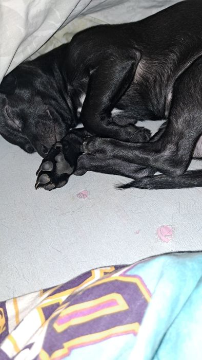 Продам чихуахуа мальчишку