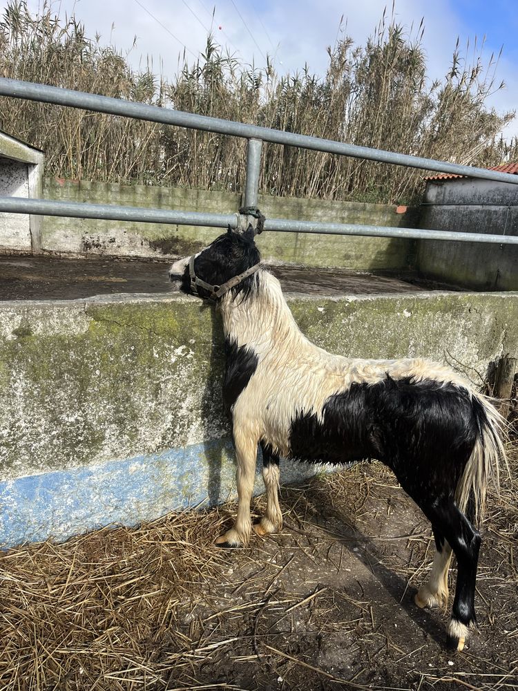 Ponei welsh 1 ano