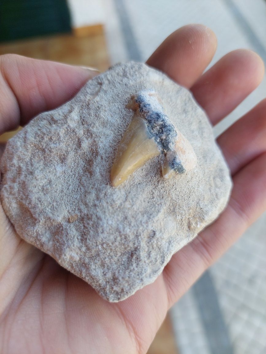 Fóssil dente de tubarão