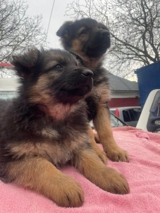 Цуценята німецької вівчарки