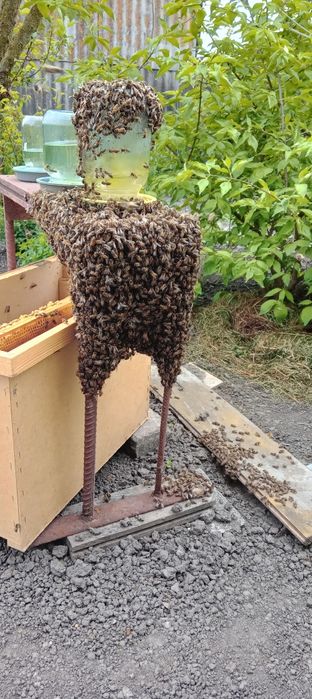 Продабться бджоли "Карпатка"