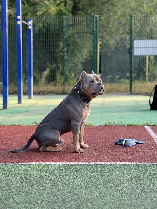 Вязка Булли