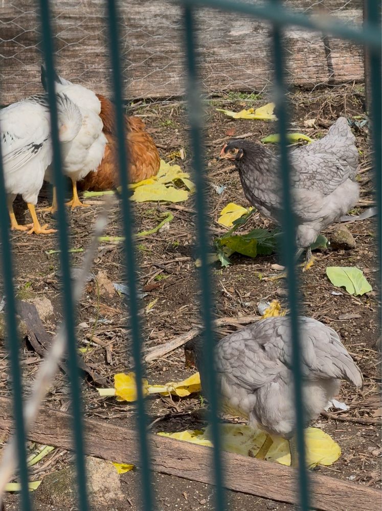 Ovos caseiros galados varias raças de poedeiras