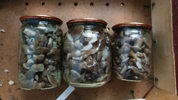 Мариновані гриби опеньки