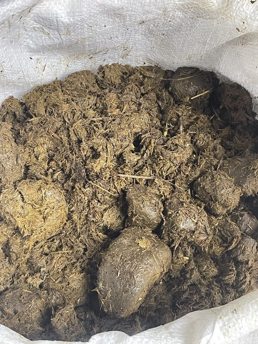 Obornik  nawóz  koński .