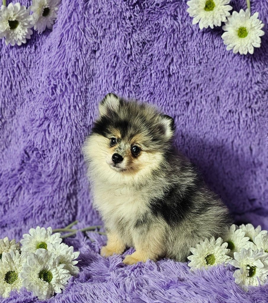 Szpic miniaturowy pomeranian blue merle & tan