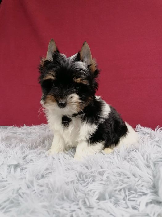York Biewer Yorkshire Terrier z rodowodem