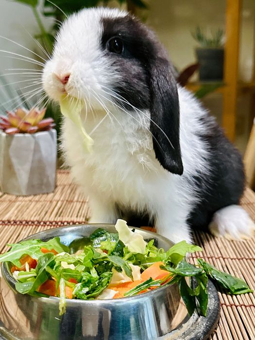 Coelhinho da raça Belier