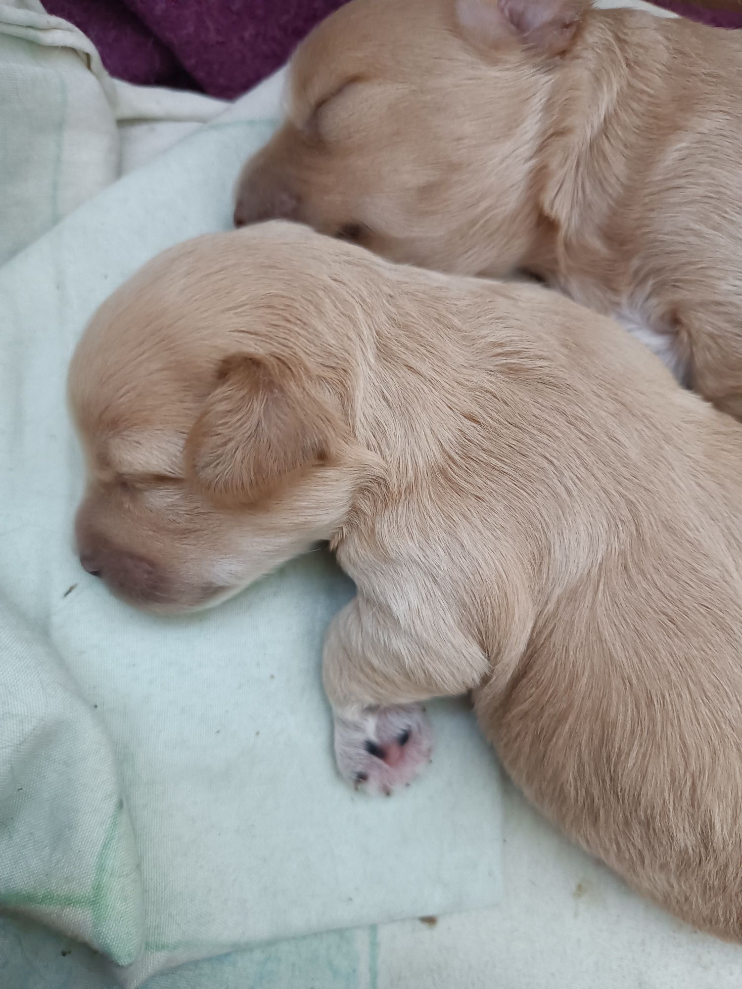 Maltipoo suczka z rodowodem,chip,wyprawka,umowa