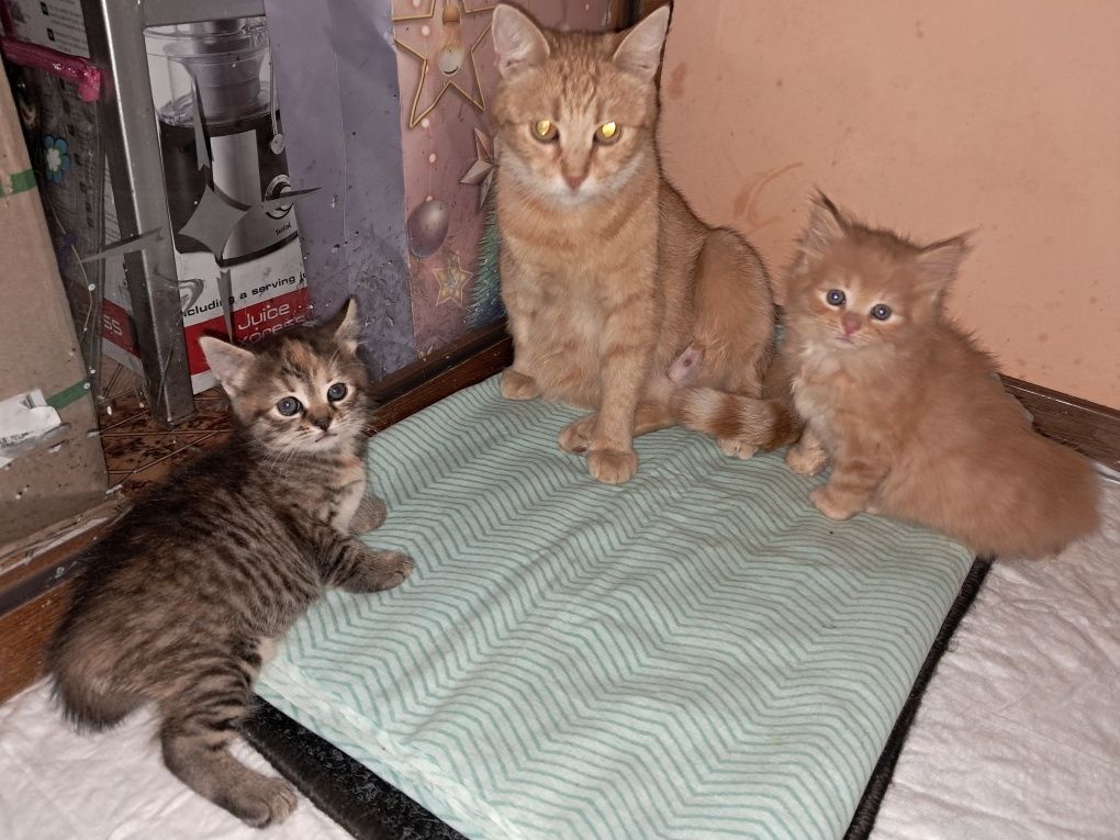 Класнючіі кошенятка, домашні, хатні. Ходят в лоток