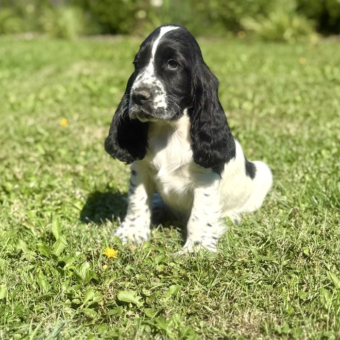 Piesek cocker spaniel angielski szczenię