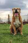 Urocza Suczka Lalka do pilnej adopcji