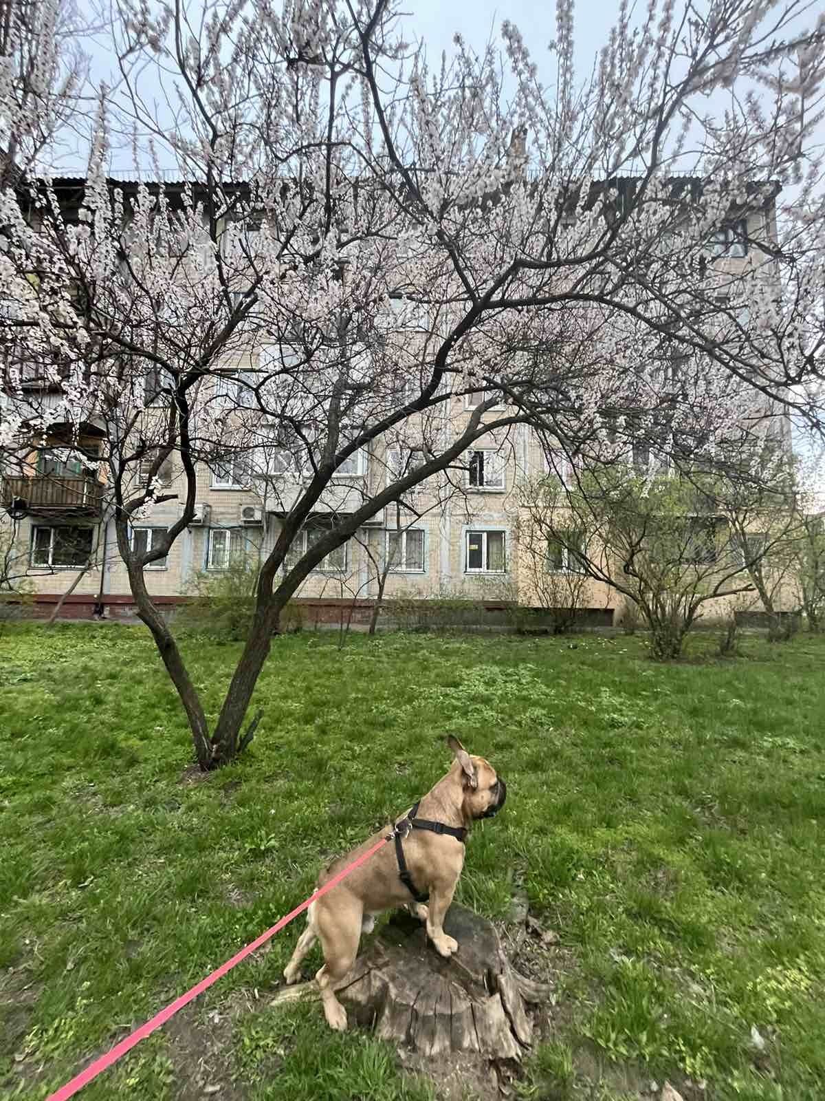 Шукаємо дівчинку.