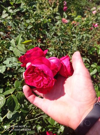 Кусты роз в розницу и оптом