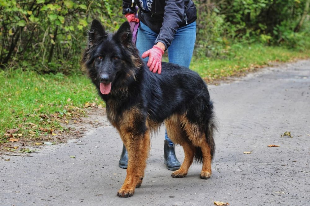 Śliczny młody pies owczarek niemiecki Dante do adopcji ze schroniska.