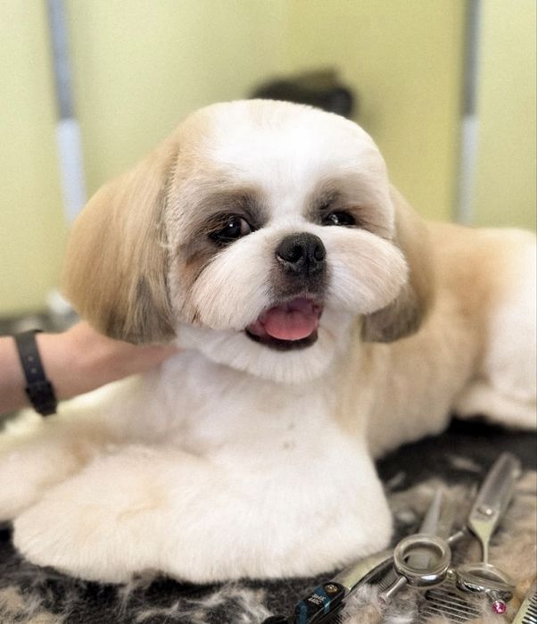 Від 800 грн (Грумінг на дому ( маленький простір) )