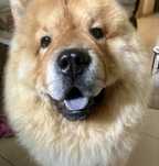 Chow chow śliczny piesek