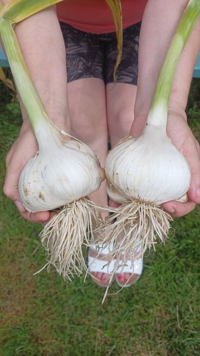 Czosnek słoniowy gigant