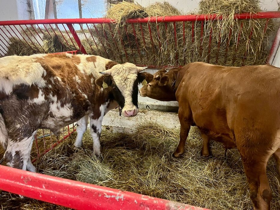 4 jałówki 2 byki Polskie