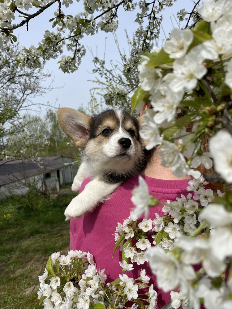 Цуценята коргі