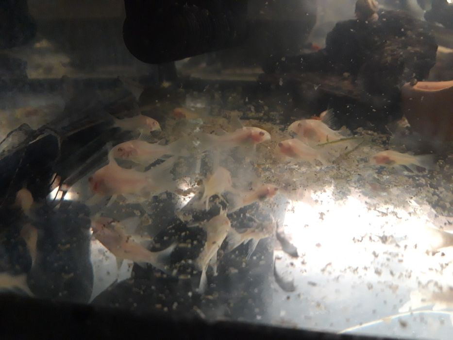 Kirys kirysek albinos, ryba sumik żaglowe