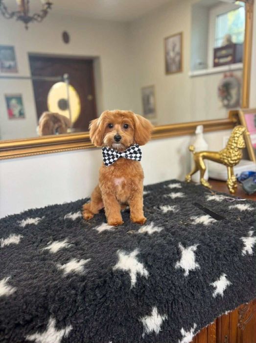 Piesek Maltipoo F1.