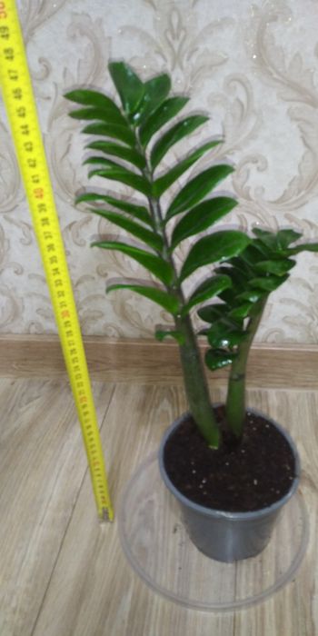 Заміокулькас Зензі