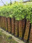 Wierzba pleciona 200 cm salix polska palma poznan wolsztyn