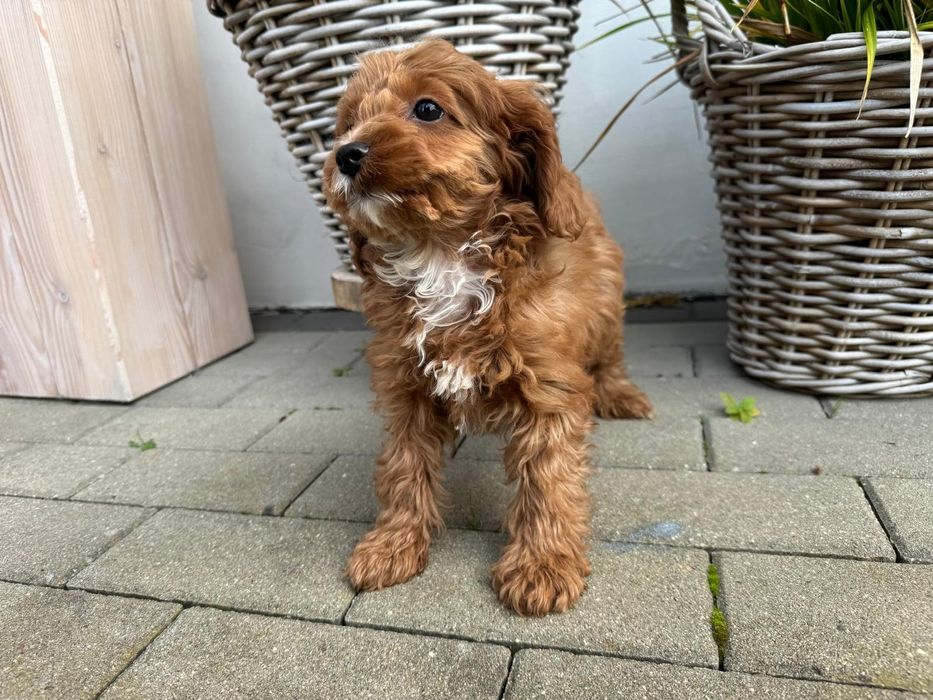 cavapoo szczeniak