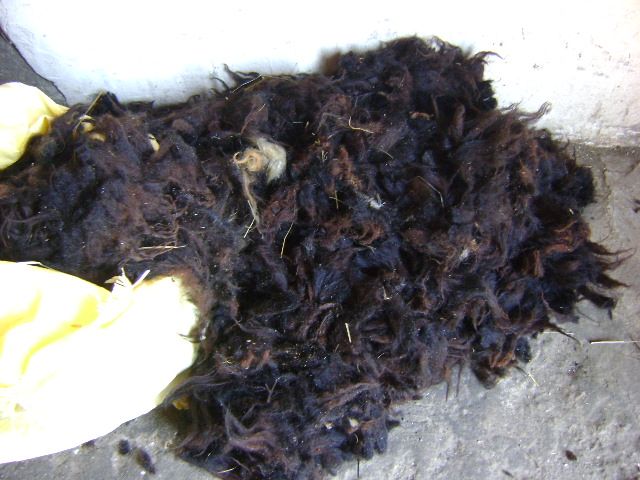 welna owcza do przerobki,gorska ,runo surowa,