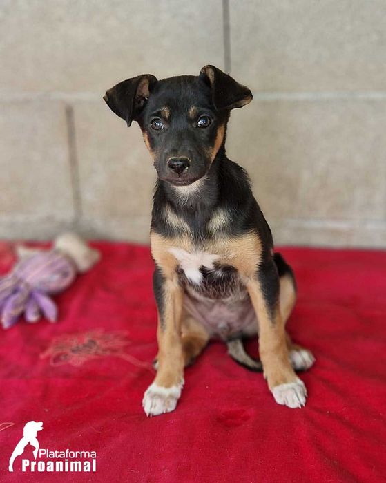 LEVI - Cãozinho bebe para Adoção