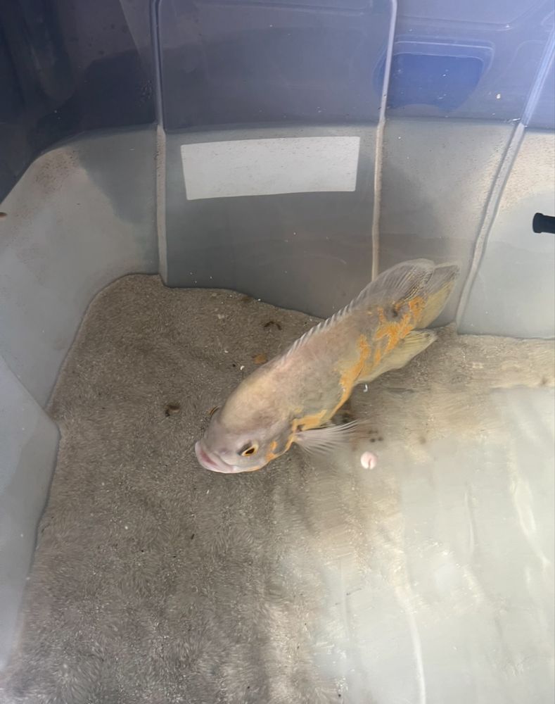 Peixe oscar adulto