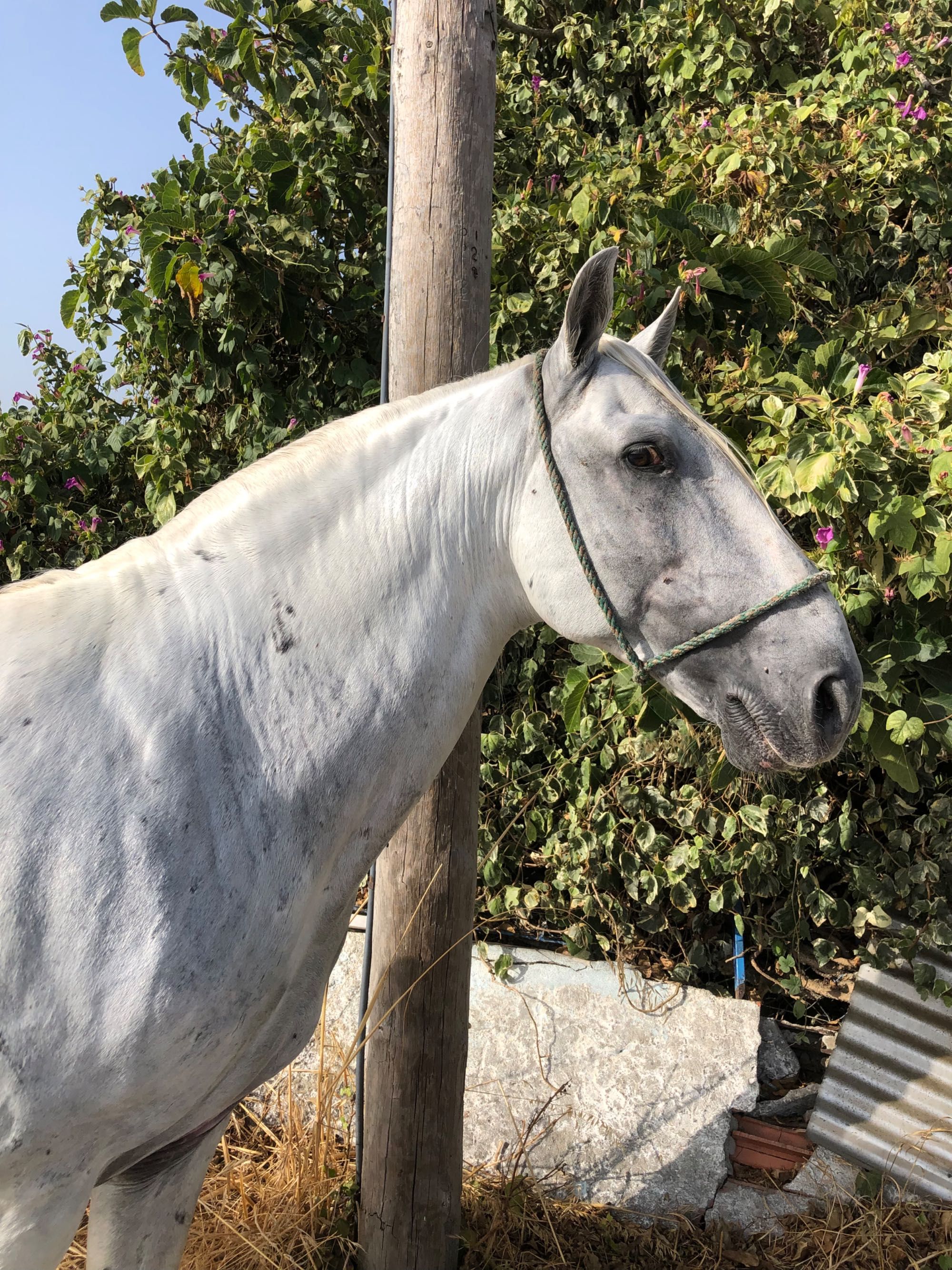 Cavalo engatado cruzado lusitano