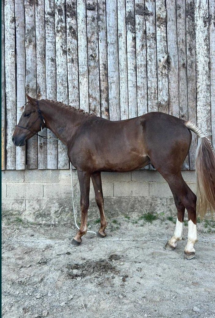 Cavalo angloarabe, 3 anos