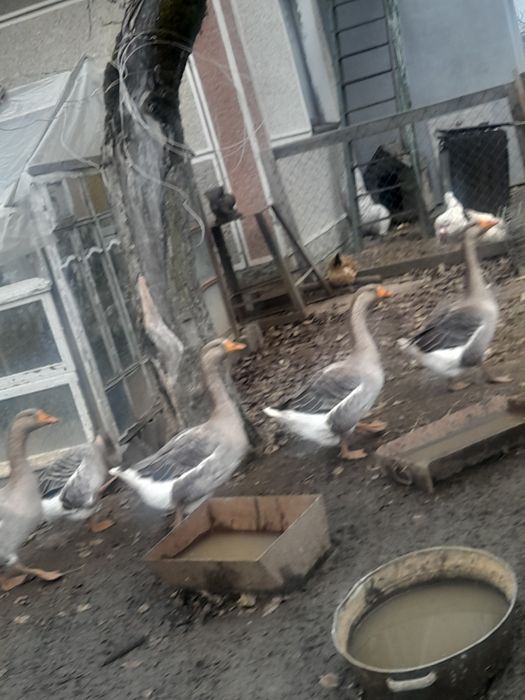 Продаються живі гуси