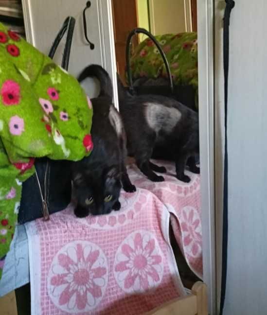 Kotka o zielonych oczkach marzy poleca się do adopcji!