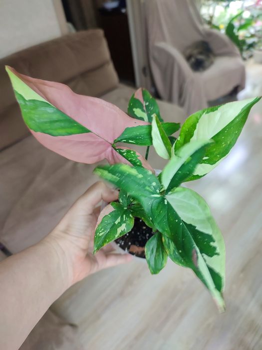 Сингоніум Ред Спот триколор, Ред спот