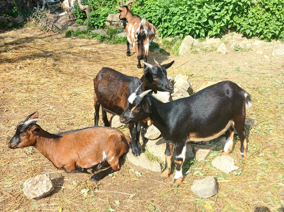 Камерунські кози 8 міс. Міні кози.