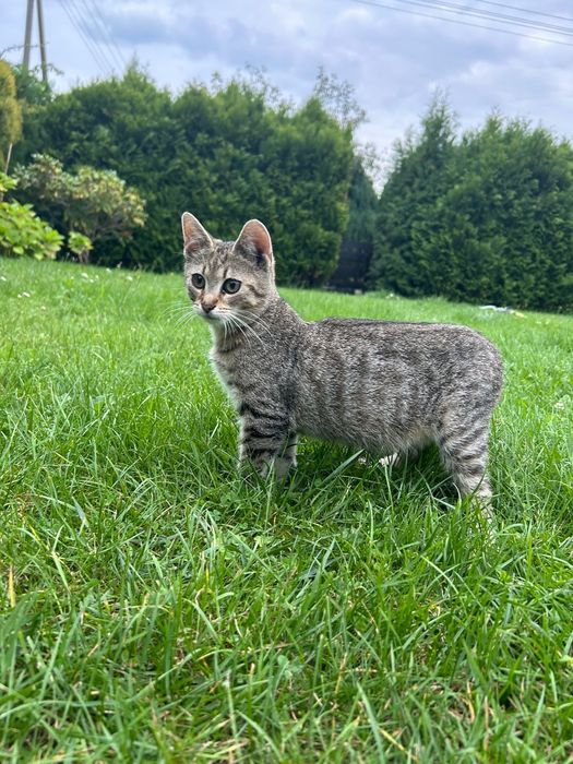 Kociak MACIEK szuka domku