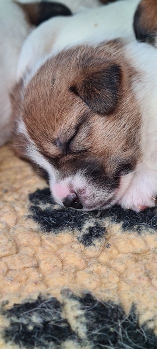 Jack Russell Terrier samiec William