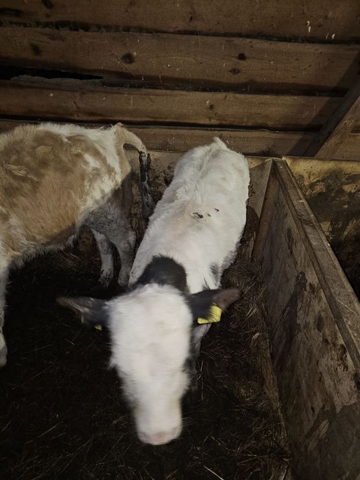 sprzedam byczka bb z sm