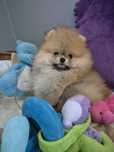 De Luxe. Pomeranian z rodowodem. Color Cream sable