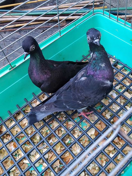 Sprzedam wiedeńskie