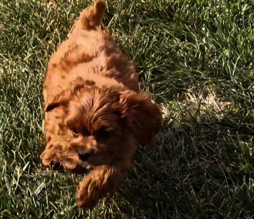 Cavapoo cudowna sunia/ Red
