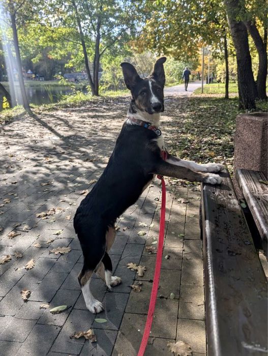 Сьюзі, мікс хаскі та вівчарки, 6 міс.