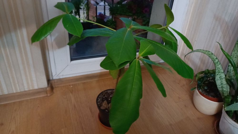 Suszone liście Ketapang Migdałecznika  duże 17-26 cm  50 szt.