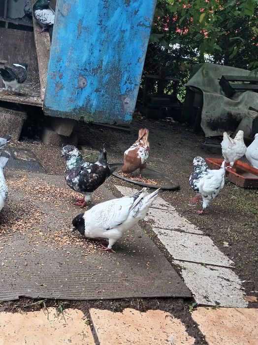 Gołębie Strasery Kingi Rysie