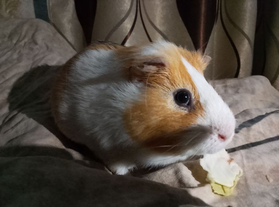 Продам морську свинку, 3 рочки хлопчик, не кусається ласкавий