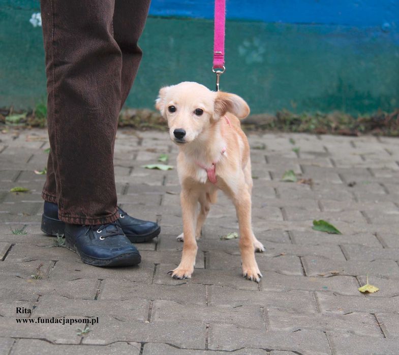 Rita, szczeniaczek szuka domku